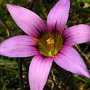 Grass Crocus (Romulea rosea): Originally from South Africa, this Iris relative has naturalized in many countries.